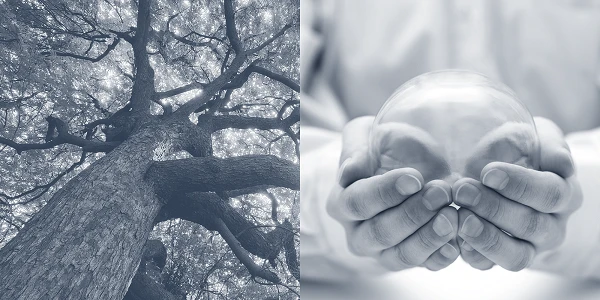 Ein hochgewachsener Baum ist im oberen Bildbereich zu sehen, während im unteren Bildbereich eine Person mit beiden Händen eine transparente Kugel hält, was eine symbolische Verbindung zwischen Natur und Verantwortung darstellt.