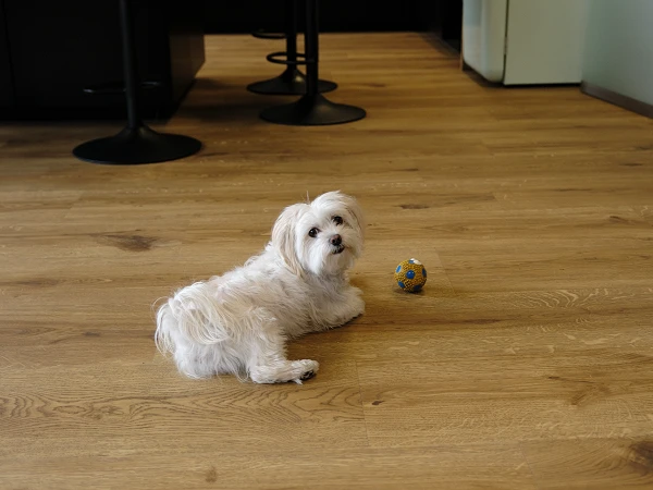 Ein kleiner, weißer Hund liegt auf einem Holzboden neben einem bunten Ball.