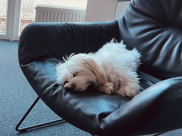 Ein kleiner, flauschiger Hund liegt entspannt auf einem schwarzen Sessel in einem Raum mit großen Fenstern, während sanftes Licht hereinfällt.