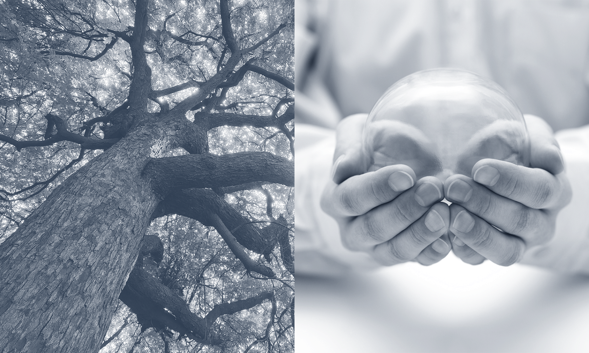 Ein hochgewachsener Baum ist im oberen Bildbereich zu sehen, während im unteren Bildbereich eine Person mit beiden Händen eine transparente Kugel hält, was eine symbolische Verbindung zwischen Natur und Verantwortung darstellt.