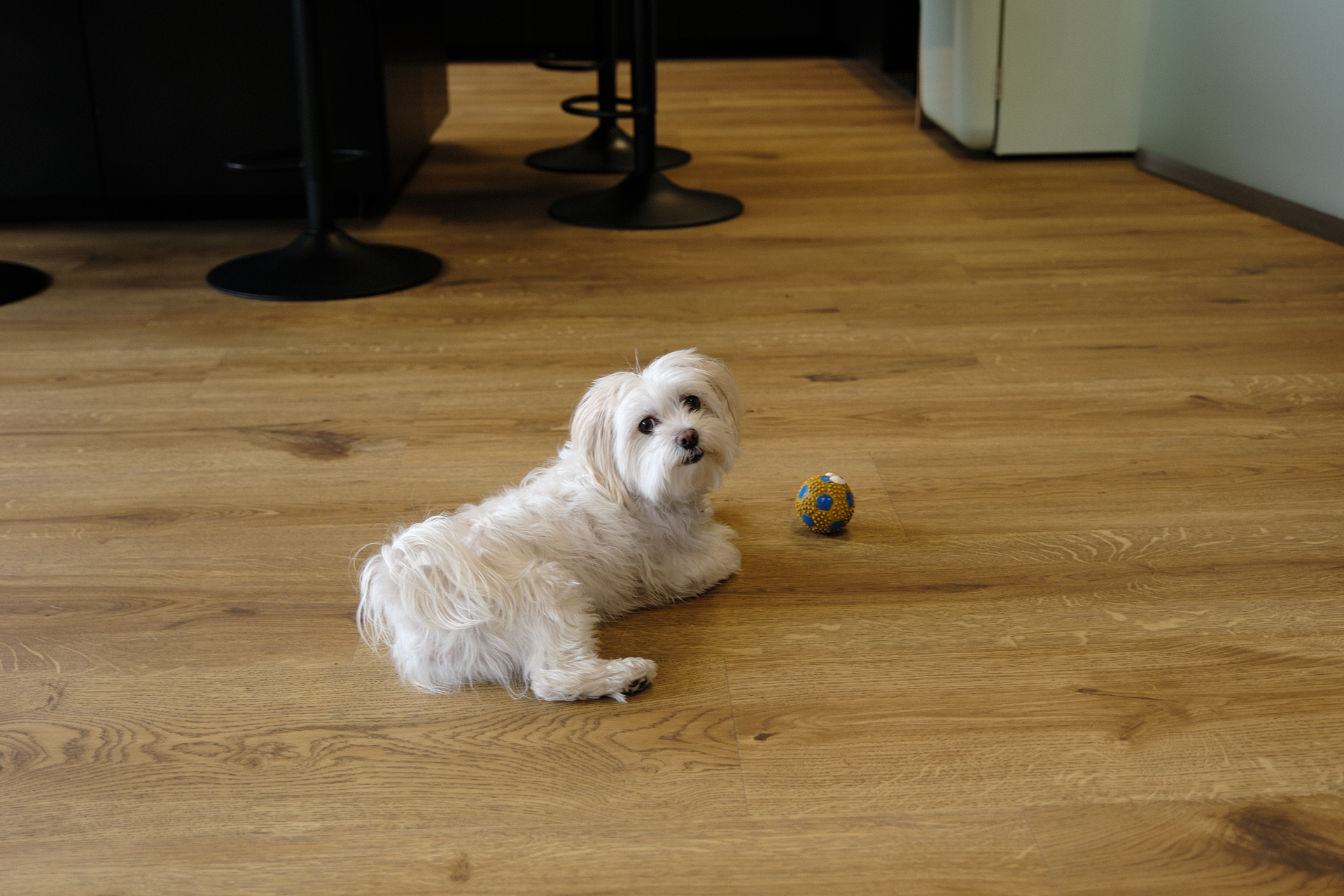 Ein kleiner, weißer Hund liegt auf einem Holzboden neben einem bunten Ball.
