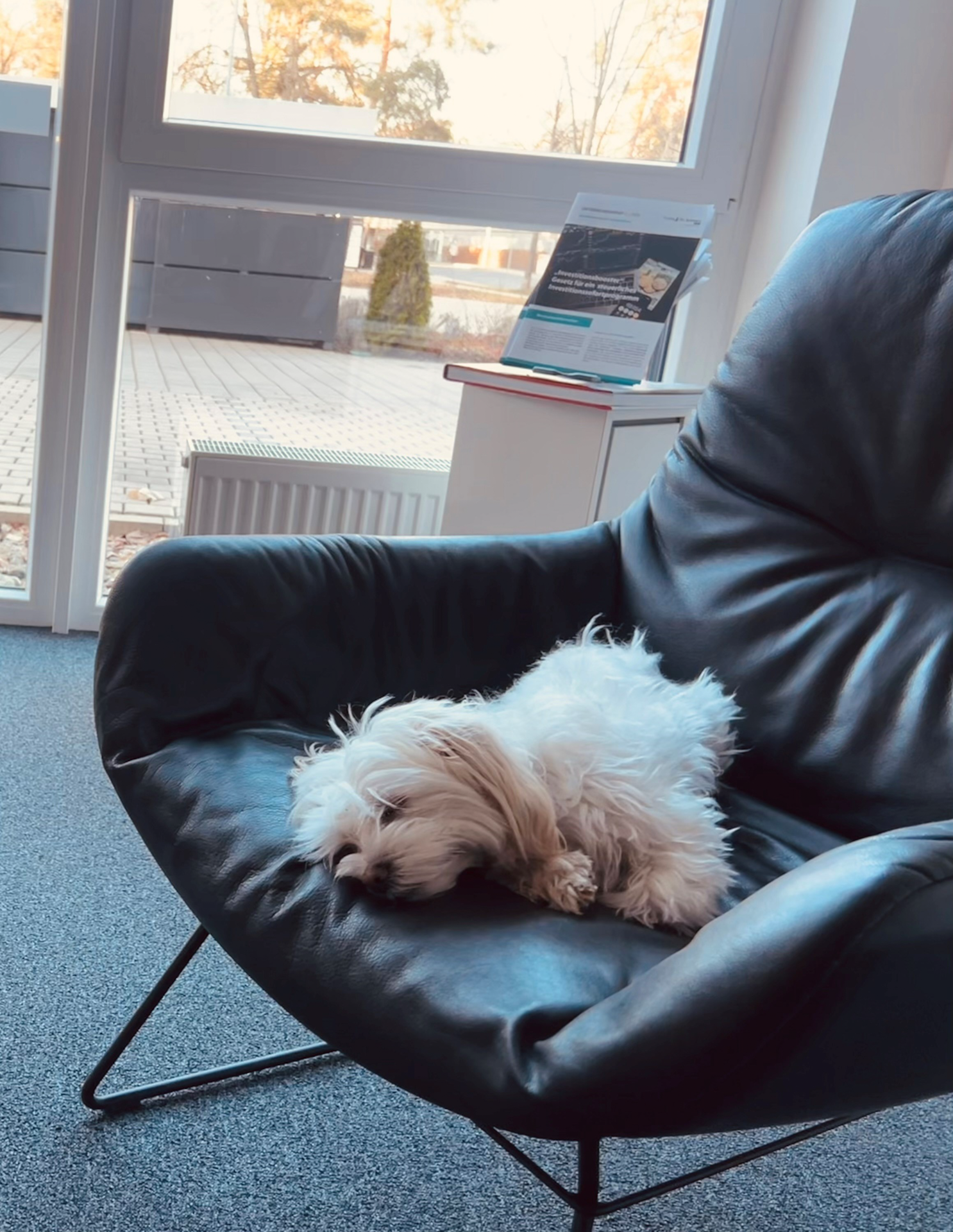 Ein kleiner, flauschiger Hund liegt entspannt auf einem schwarzen Sessel in einem Raum mit großen Fenstern, während sanftes Licht hereinfällt.